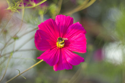 Close-up of pink flower