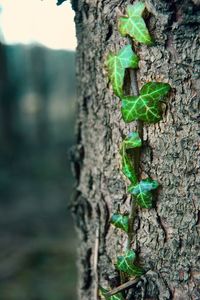 Close-up of ivy growing on tree trunk