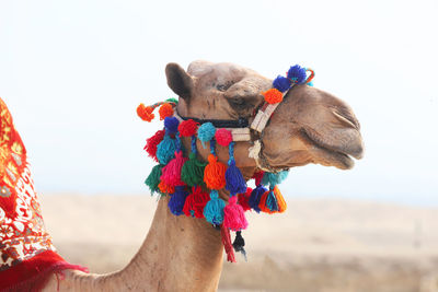 Close-up of camel against clear sky