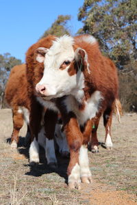 Portrait of cow standing on field