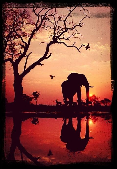 sunset, silhouette, animal themes, water, one animal, sky, transfer print, tranquility, lake, nature, auto post production filter, orange color, reflection, tranquil scene, beauty in nature, bare tree, scenics, bird, wildlife, tree