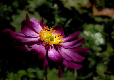 Close-up of pink flower