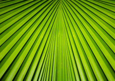 Full frame shot of palm leaf