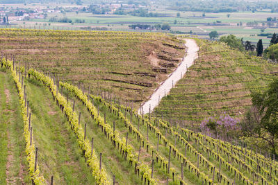 View of vineyard