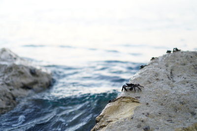 Close-up of crab on rock by sea against sky