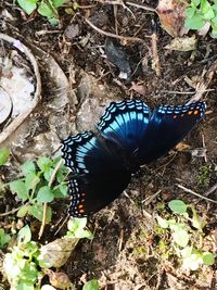 High angle view of butterfly on plant