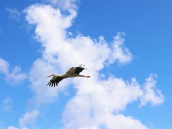 Low angle view of seagull flying against sky