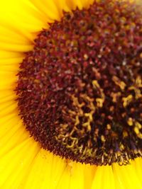 Close-up of sunflower blooming