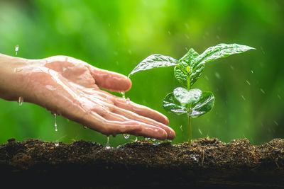 Cropped image of man hand watering sapling growing on field