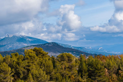 Scenic view of forest against sky