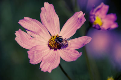 Close-up of honey bee on pink flower