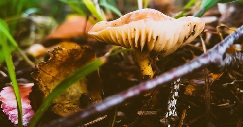 Close-up of mushroom growing on land