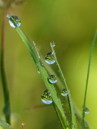Close-up of water drops on plant