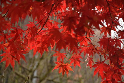 Close-up of red maple leaves on tree