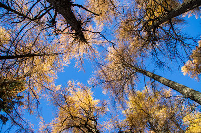 Low angle view of trees against clear blue sky