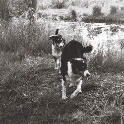 Dog on grassy field