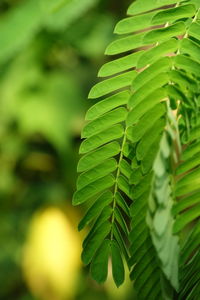 Close-up of green leaves