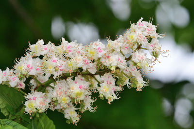 Close-up of pink cherry blossoms in spring