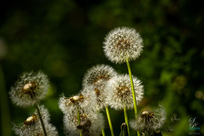 Close-up of wilted dandelion