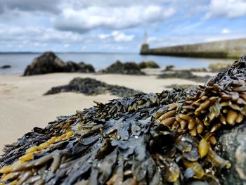 Seaweed at the beach