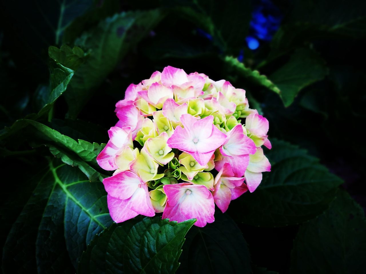 CLOSE-UP OF PINK FLOWER