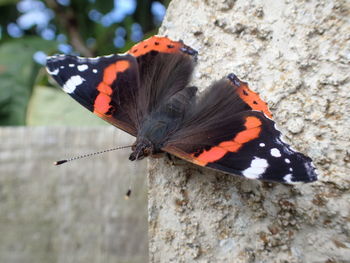 Close-up of butterfly perching on leaf