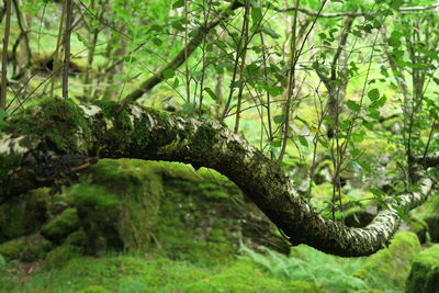 Close-up of tree in forest