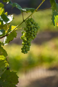 Vineyards in the douro river, alto douro wine valley