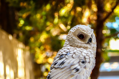 Close-up of owl perching on tree