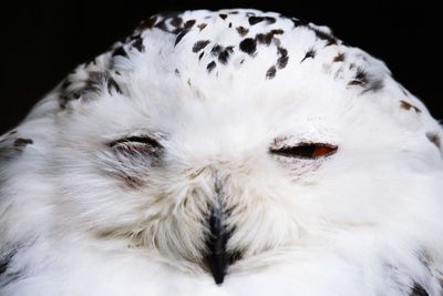 Close-up portrait of a white animal