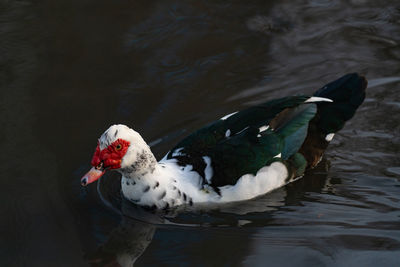 High angle view of duck swimming in lake