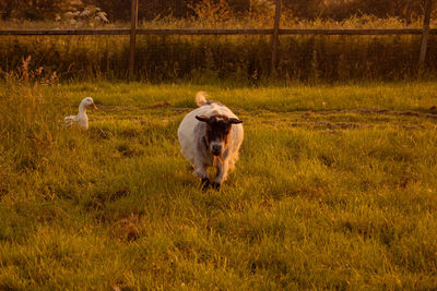 Sheep on grassy field with the duck as a friend