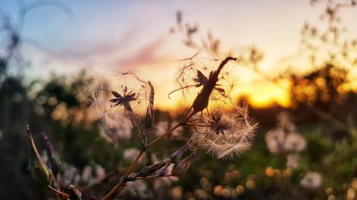 Close-up of wilted plant during sunset