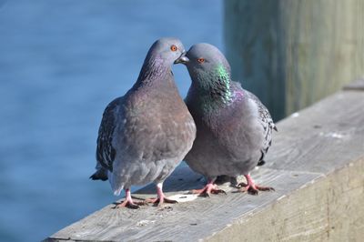 Close-up of pigeons perching on retaining wall