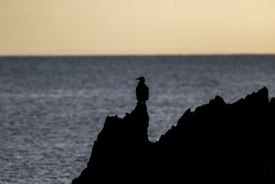 Silhouette bird on rock by sea against sky
