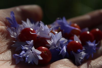 Close-up of purple flowers on table