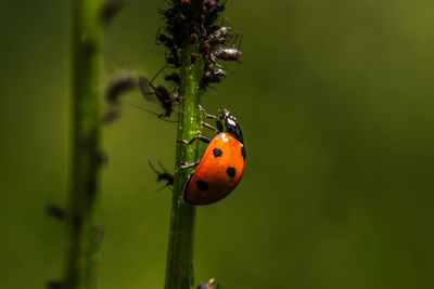 Close-up of ladybug on plant