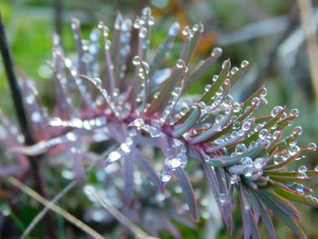 Close-up of plant against blurred background