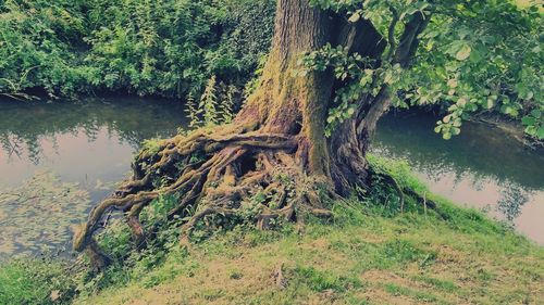 Tree by river in forest