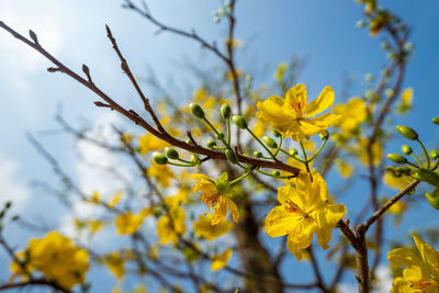 Low angle view of yellow flowering plant against sky