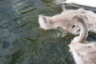 High angle view of swan swimming in lake