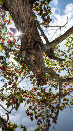 Low angle view of tree against sky