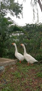 View of birds on land