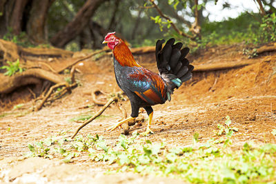 View of a bird on land