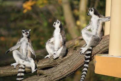 Lemurs sitting on branches