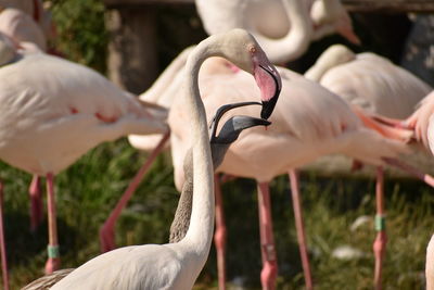 Close-up of pelican