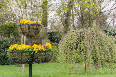 Yellow flowers blooming in field