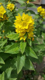 Close-up of yellow flower