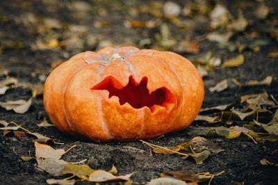 Close-up of pumpkins on autumn leaf