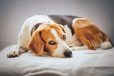 Beagle dog tired sleeps on a cozy sofa. tricolor purebred background
